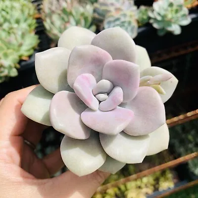 Graptopetalum Roma 三色诺玛 Succulents Delight Plant • $9.99