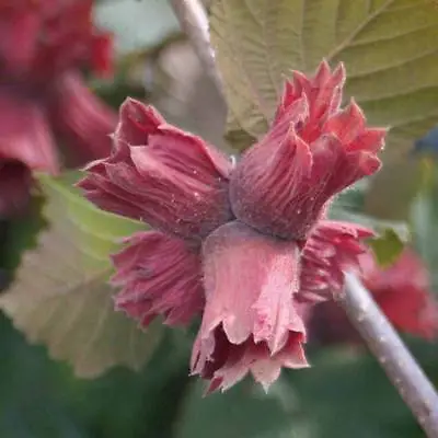£15.99 • Buy T&M Hazelnut Red Cracker Garden Tree Self Fertile Easy To Grow Foliage Bareroot