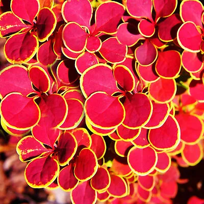 Berberis Thunbergii 'Orange Sunrise' Japanese Barberry Potted Garden Shrub • £9.99