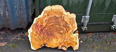 Rustic Live Edge Natural Wood Slab Yew Side Coffee Table 60X50X4 Cm Y1 • £250