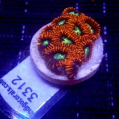 Red Aussie Favia Coral Frag WYSIWYG IC 3312 - Indigo Corals • $20