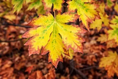 Bigleaf Maple Tree Seeds For Planting | 30+ Seeds | • $9.99