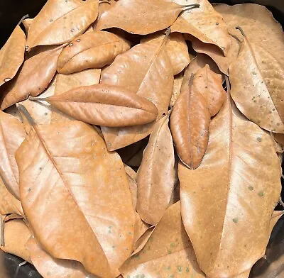 50 Gallons Organic Magnolia Leaves Heat Treated Pet Reptile Frog Terrarium Pods • $379.95