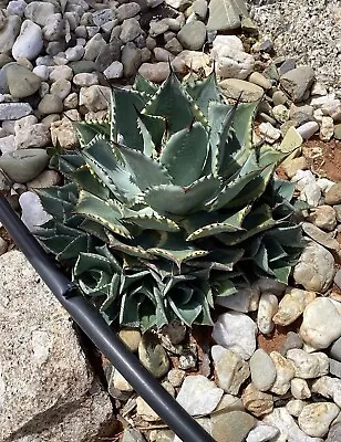 Agave Tradewinds Variegated • $15