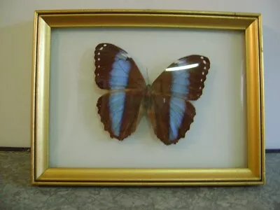 Morpho Achilles REAL FRAMED BUTTERFLY   Black BLUE STRIPE   Vintage Curved Glass • $39