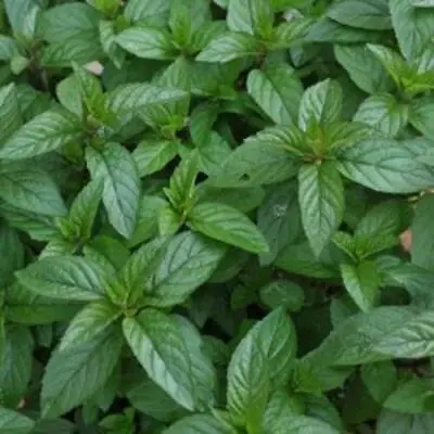 Mint Mentha 'Black Mitchum' Spearmint Herb Plug Plants Pack X6  • £6.75