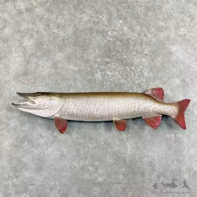#27527 WC | 51  Reproduction Muskellunge Fish Mount For Sale • $2480
