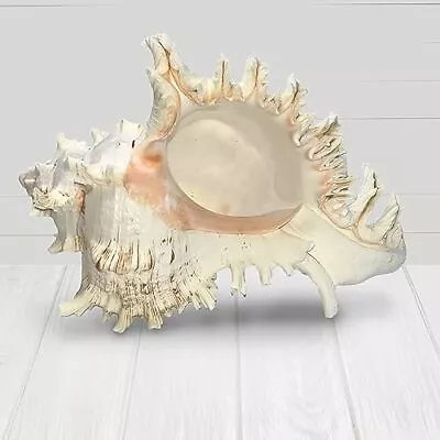 Murex Shell Large Sea Shells For Decorating Real Large Seashells For Beachy... • £34.94