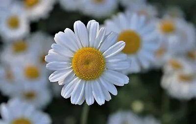 German Chamomile Seeds Matricaria Recutita Hardy Annual Herb 4500 To 90000 • £7.95