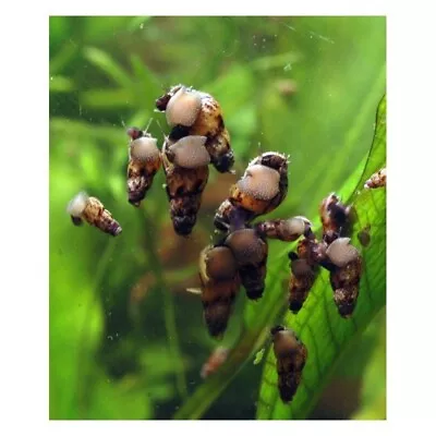 15 X Malaysian Trumpet Snails • £7.50