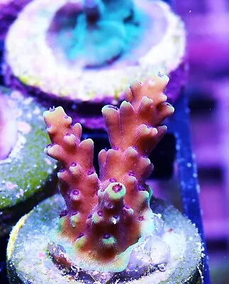 RRC Pink Cadillac Acropora Zoanthids Paly Zoa SPS LPS Corals WYSIWYG • $4.99