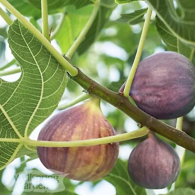 Olympian Fig - Ficus Carica - Live Plant • $20.99