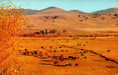 Beef Cattle In Montana - North Pacific Railway - Posted Chrome Postcard • $4.45