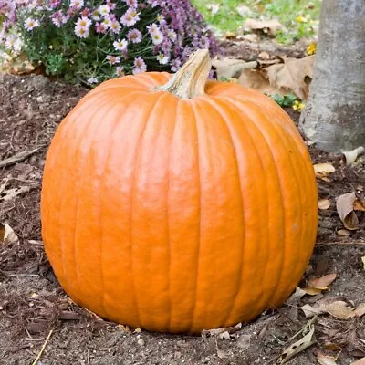 Pumpkin - F1 Magic Lantern Seeds • £2.49