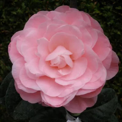 Camellia Nuccio's Cameo 2 Litre Pink/Coral Double Flowers • £16.95