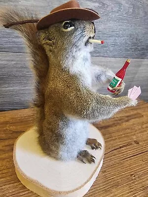 Funny Squirrel Taxidermy Mount • $69