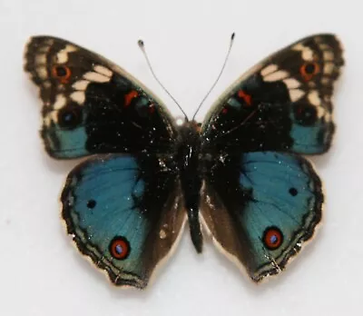 Butterfly X1 Male Junonia Orithya Madagascariensis (Ghana) • $4.42