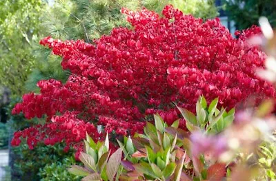£12.50 • Buy Euonymus Alatus Spindle Tree In 2L Pot.