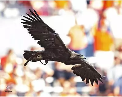 Auburn Tigers Unsigned War Eagle Flying Photograph • $14.99