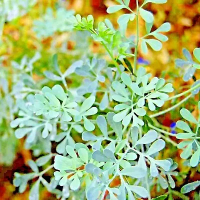 Rue 300+ Seeds Insect Pest Repellent Spring Heirloom Herbs Flea Medicinal Usa • $3.49