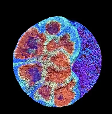 Superman Favia Coral Frag XL 1.5”  - WYSIWYG LPS Corals - Combined Shipping! • $29.99