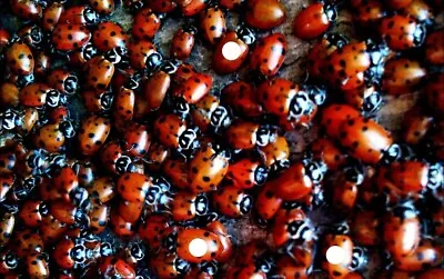 2500 Live Lady Bugs Will Cure A Qt Acre From Smaller  Soft Bodied Insects  • $21