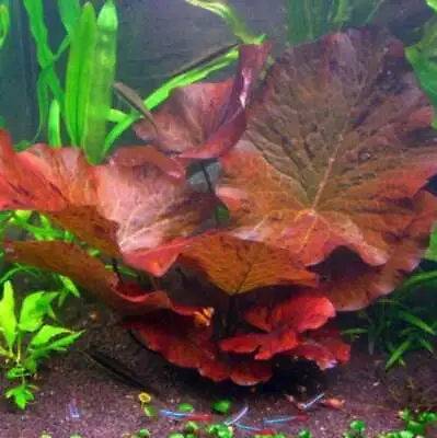 BUY 2 GET 1 FREE Tiger Lotus Nymphaea Zenkeri Lily Live Aquarium Plants ✅ • $8.98