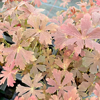 Geranium Espresso  Herbaceous Cottage Garden Perennial In 9cm Pot • £4.50