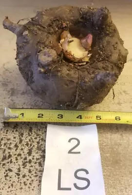 2 Lb 3 Oz Amorphophallus Konjac  Leo Song  5.5 Inch Bulb Tuber Corm Voodoo Lily • $40