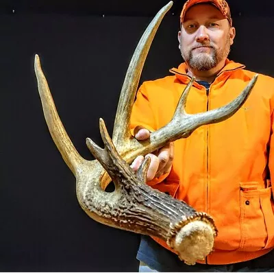 75” Big 7 Point Wild Whitetail Deer SHED ANTLER Rack Skull European Taxidermy • $6.50