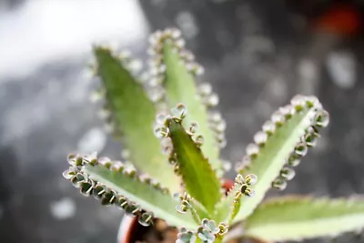 5 (+3 For Free) Mother Of Thousands Kalanchoe Unrooted / Alligator Planе • £4.99