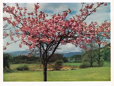 Cherry Blossom Near Ambleside Lake District Picture Old Print 1961 CLPBOTLDIC#38 • £3.49