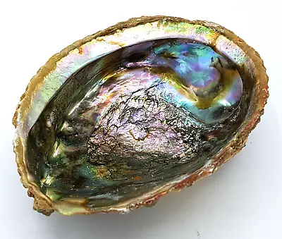 Large Natural Abalone Shell 16cm For Sage Smudging Incense Resin Candle • £14.99