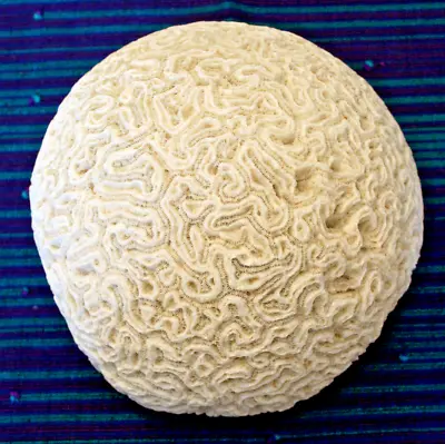 Fossilized Natural Brain Coral/13 Pounds/Measures Up To 8.5  Diameter 5.5  Tall • $299.99