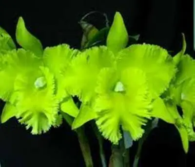 Near Flowering Size Plant....Rlc.Ports Of Paradise  Green Ching Hua  AM • $30