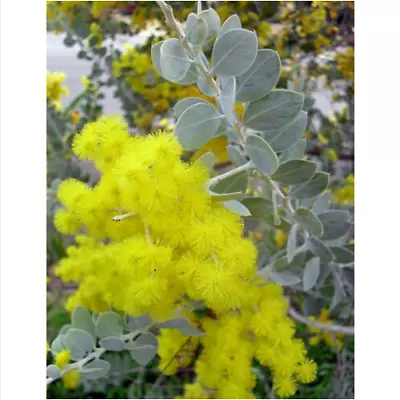 ACACIA PODALYRIIFOLIA - MIMOSA D'ARGENTO 10 Semi + OMAGGIO • £1.67