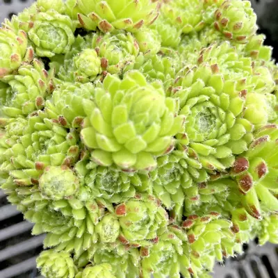 Sempervivum 'Anton'  9cm Pot. • £3.99