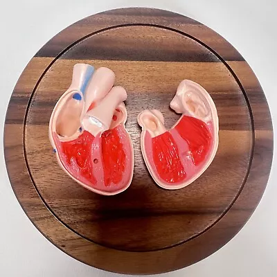 Medical Anatomical Human Heart Model 2 Pieces • $22