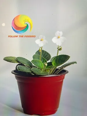 African Violet White Semi-miniature  Wesley's Pretty Little Penny  Grown In USA • $15.40