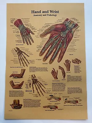 Human Hand Poster Human Anatomy Medical Print Learning Art Educational Posters • $11.99