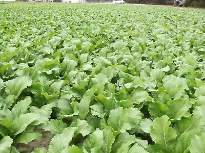Florida Broadleaf Mustard Greens Seeds For Planting | Made In USA Ships From Io • $8.96