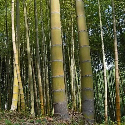 25  MOSO Bamboo Seeds. Giant Phyllostachys Edulis. USA Seller • $2.50