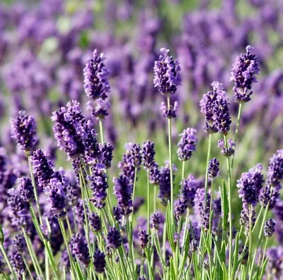 English Lavender Mini Plug Plants Scented Pack Of 10 PRESALE Sent From 24-Apr • £11.49