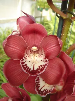 $135 • Buy Upright Cymbidium Orchid Collection Of 10 Plants 