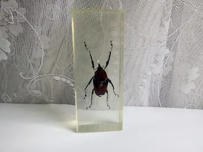 Vintage Large Brown Beetle Palm Weevil In Epoxy Resin Taxidermy • $8.99