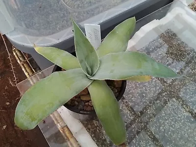 Agave Gypsicola - Succulent Agave Plants. • $10