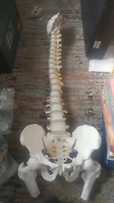 Flexible Spine Model 34'' Life Size Spine Anatomical Model With Vertebrae Nerv • $95