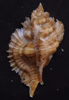 Edspal Shells -  Pterynotus Miyokoae  61.9mm F+++ Marine Conchology Gastropods • $5.99