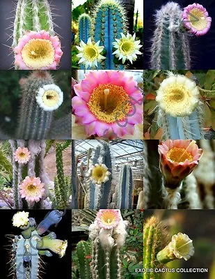 FLOWERING PILOSOCEREUS Variety Mix Rare Columnar Cacti Exotic Seed 20 Seeds • $8.99