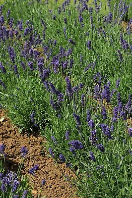 English Lavender Hidcote - 3 Litre Pot • £12.99